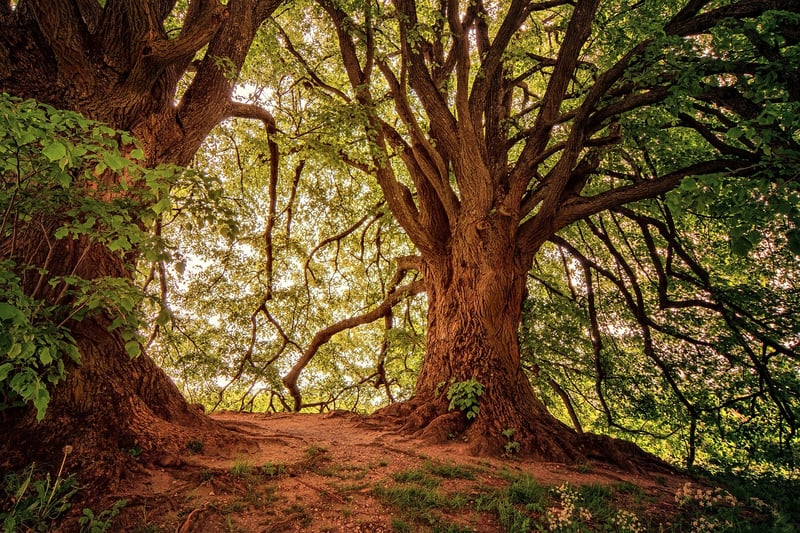 Enchanted Forest