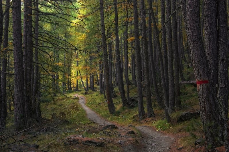 Black Forest