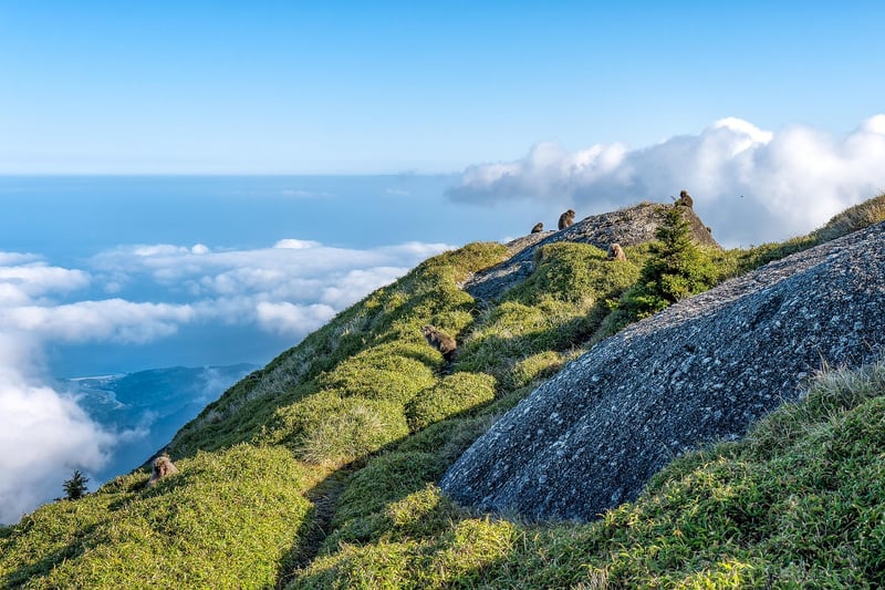 Yakushima Forest